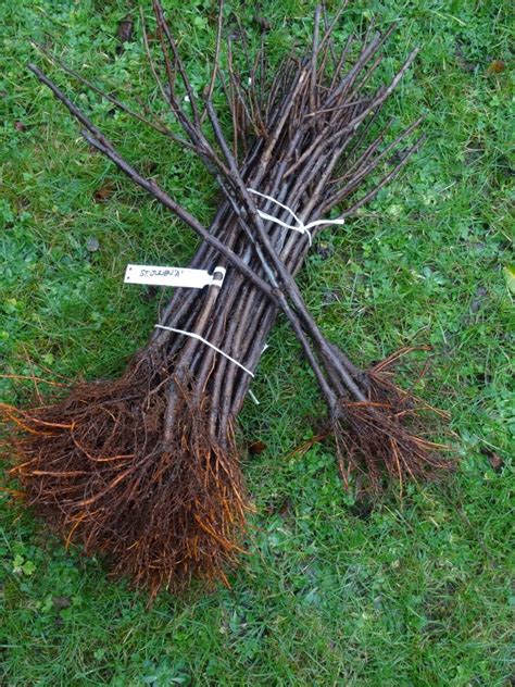 9m) but this can vary considerably depending on soils and the variety being grafted. . Plum rootstock for sale